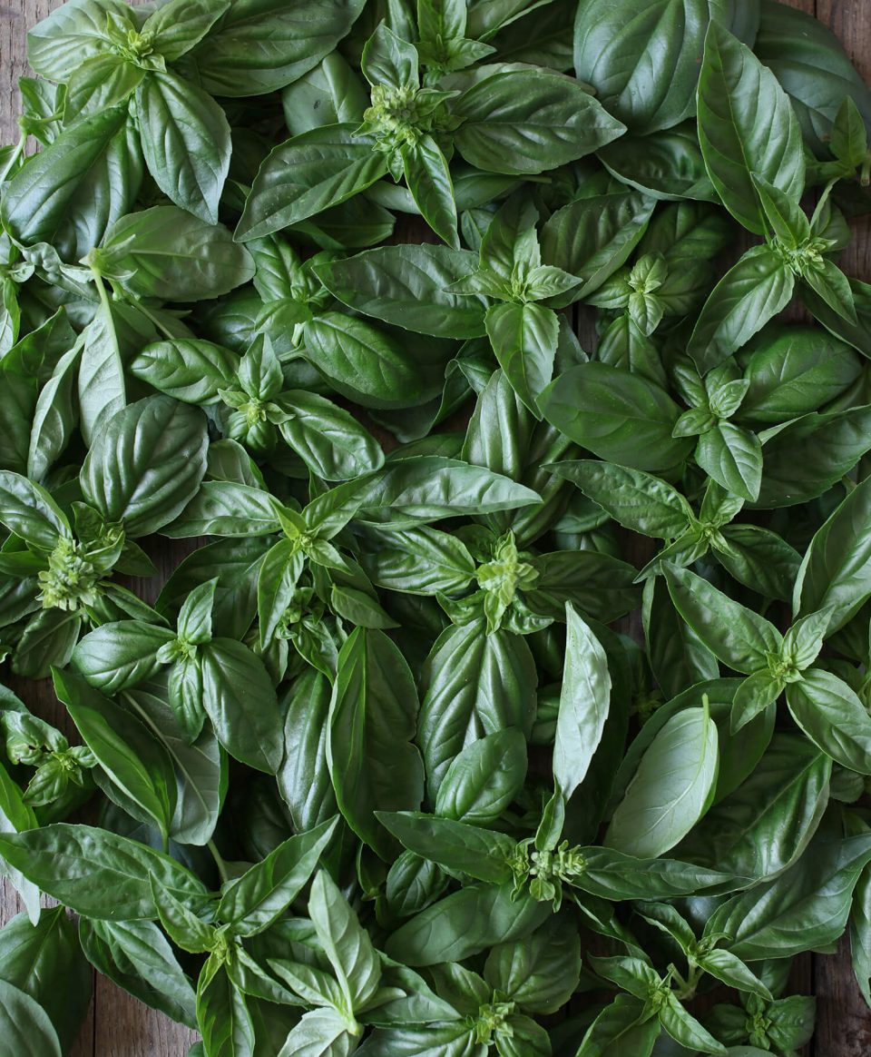Fresh Basil Fresh Basil
